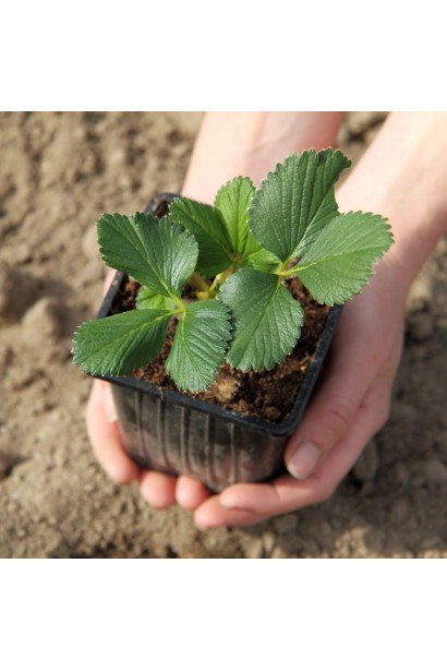 Полуниця Гігантела Максі в контейнері Р9